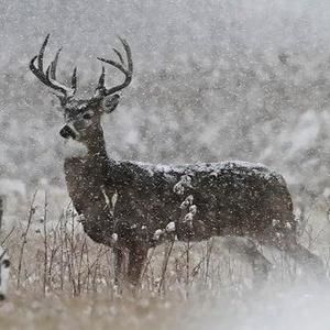 Meet your Posher, Louis